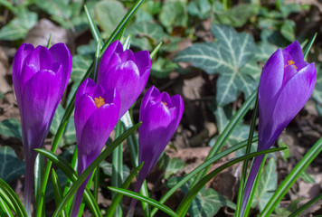 Blooming purple crocus flowers, first spring flowers in the forest