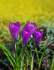 Blooming purple crocus flowers, first spring flowers in the forest and beautiful morning light, selective focus.