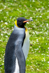 Portrait of a King Penguin