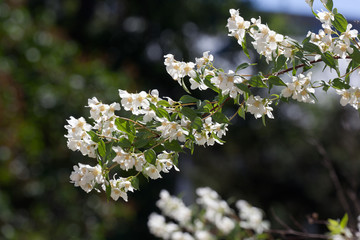 Many flowers jasmine in spring garden