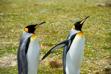 Two King Penguins on the Falkland Islands