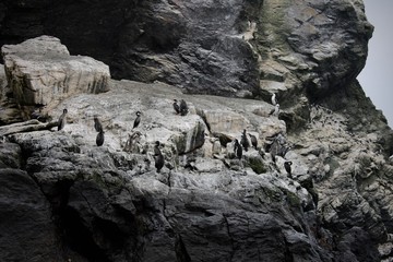 rocks
