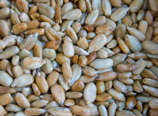 Peeled sunflower seeds close up background texture