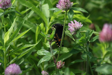 butterfly on flower