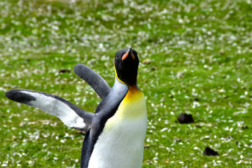 King Penguin at Volunteer Point, Falkland Island
