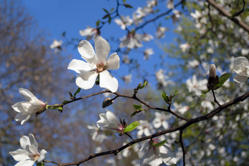 white blooming magnolias on the blue sky