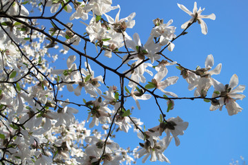 white blooming magnolias on the blue sky