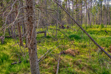 Sprawling nature preserve featuring bogs & forests in Northern Minnesota