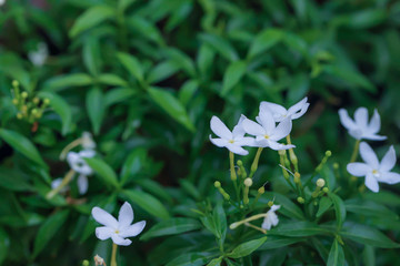 beautyful jasmine in the garden.