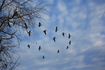 flock of birds