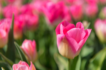 Detail pink tulips in field