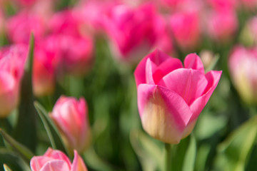 Obraz premium Detail pink tulips in field