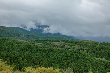 Japanese forest landscape on a rainy day