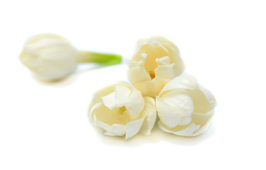 jasmine white flower isolated on white background. this has clipping path.