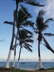 palmeira, coqueiro, na praia, mar, férias