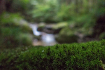 Obraz na płótnie Canvas Moss on the forest floor, a stream in the background, on a rainy day in Japan