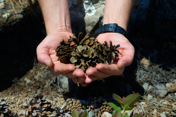 Dry cones in male hands. Concept save the forest.