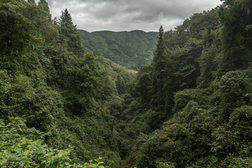 Fototapeta na wymiar Forest foliage on a rainy day in Japan
