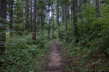 Fototapeta na wymiar A simple path through the forest on a rainy day in Japan