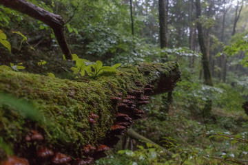 Mushrooms in clusters on a log in the forest on a rainy day in Japan