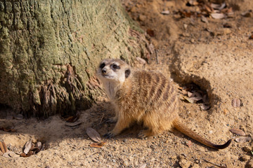 Fototapeta premium meerkat on guard