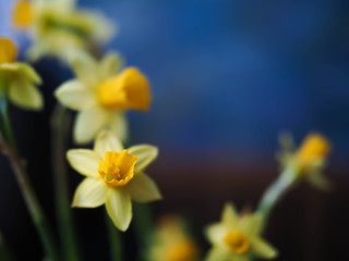 Naklejka na ściany i meble beautiful spring flowers at home