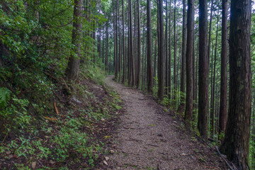 Obraz premium A path through the hilly woods on a rainy day in Japan
