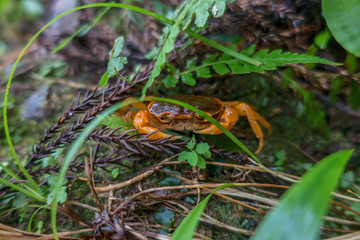 A mountain crab hides under the leaves in the forest on a rainy day in Japan