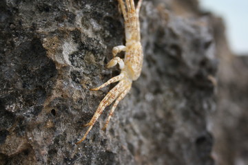 crab