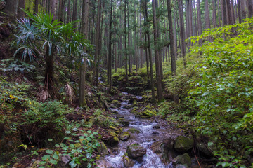 A stream winds lazily down the forest on a rainy day in Japan