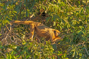 Howler Monkey Chewing on Leaves in the Forest