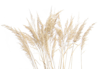 Dry reeds isolated on white background. Abstract dry  grass flowers, herbs..
