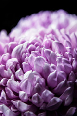Chrysanthemum petals in soft pink colors. Beautiful pink flowers with blur background. Abstract purple background