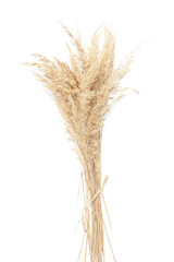 Fototapeta premium Dry reeds isolated on white background. Abstract dry grass flowers, herbs..