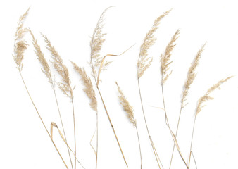 Dry reeds isolated on white background. Abstract dry  grass flowers, herbs..