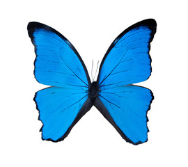 Obraz na płótnie Canvas Beautiful exotic blue butterfly isolated on a white background. 2020 trend color.Exotic insects (butterflies, beetles, spiders, scorpions) .name Didius blue morpho or Morpho didius.
