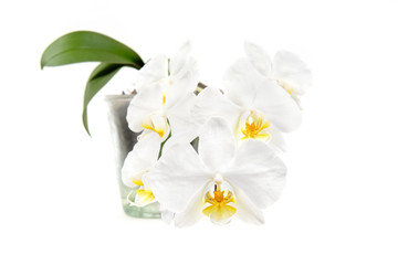 Blooming phalaenopsis amabilis with yellow tongues known as white moth in a glass pot isolated on white, studio shot. Popular houseplant.