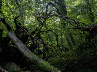 Magic roots and trees in the mystical dark rainy forests of Yakushima, Japan