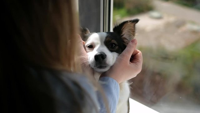beautiful dog, white-brown color, sitting on the windowsill in the apartment, in daylight, it is pulled by the cheeks of a beautiful girl's hands, in a blue shirt with buttons, close-up