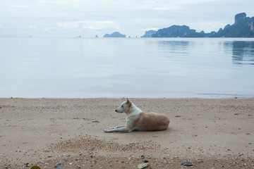 A dog resting and waiting for its owner lying on the shore of the beach in the early morning