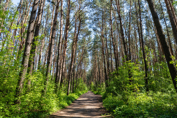 Scenic gravel road in beautiful green summer pine trees forest