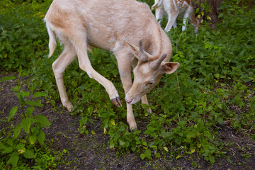 Naklejka premium Young white fallow deer with small horns in the summer forest