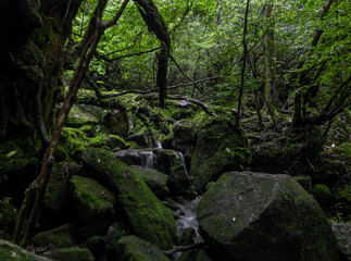 Magic roots and trees in the mystical dark rainy forests of Yakushima, Japan