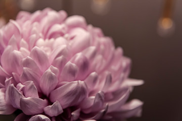 Chrysanthemum petals in soft pink colors. Beautiful pink flowers with blur background. Abstract purple background