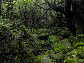 Fototapeta na wymiar Magic roots and trees in the mystical dark rainy forests of Yakushima, Japan