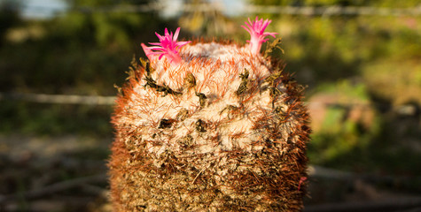 flower of tatacoa desert