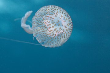 A common Mediterranean jellyfish on blue background