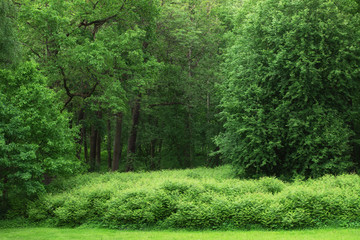 green foliage and tree in the park. summer landscape