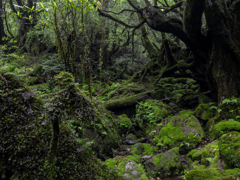 Magic roots and trees in the mystical dark rainy forests of Yakushima, Japan © rememberless