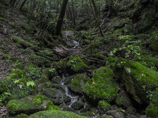 A small stream amongst magic roots and trees in the mystical dark rainy forests of Yakushima, Japan